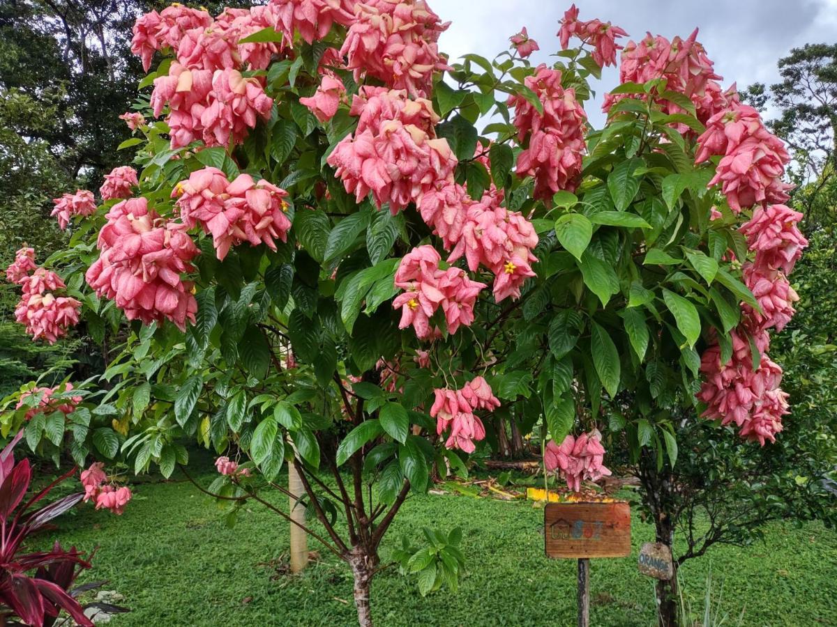 Finca Mystica Mérida Zewnętrze zdjęcie